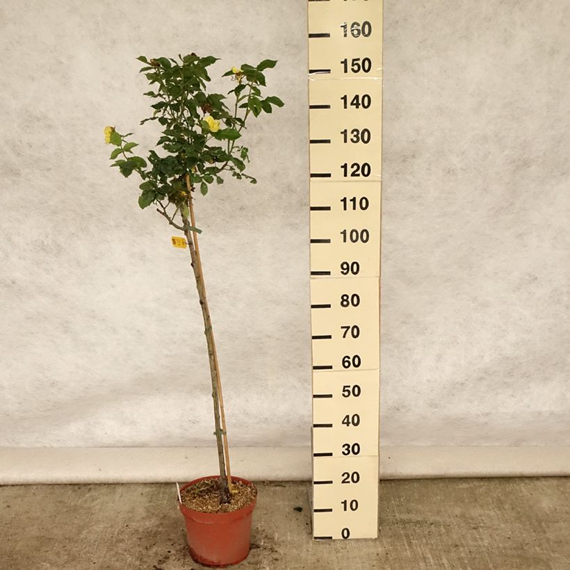 Rosa x floribunda 'Friesia' - Standard Rose - 90/100cm 7.5L/10L pot, Standard sample as delivered in summer