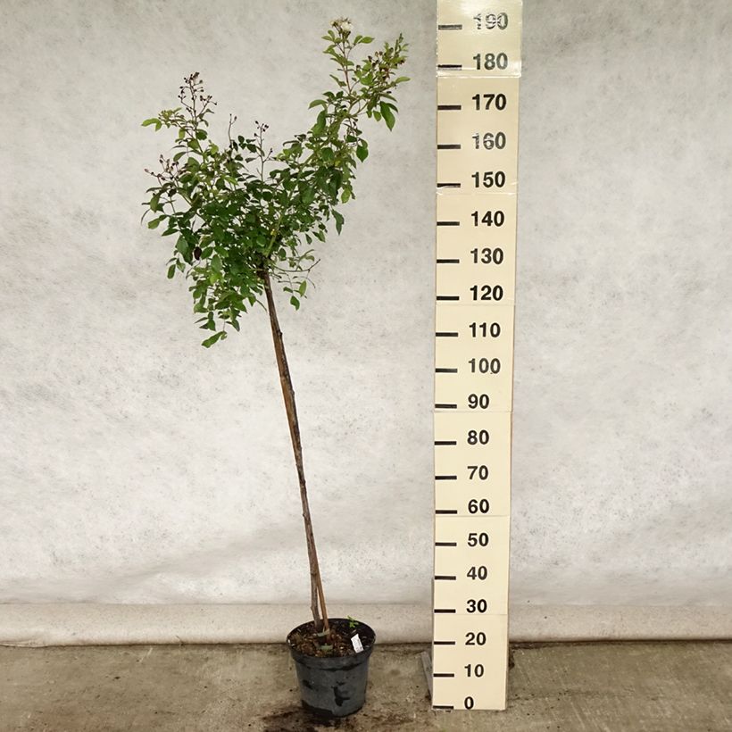 Rosa  Guirlande d'Amour - Climbing or Shrub Rose 7.5L/10L pot, Standard sample as delivered in summer