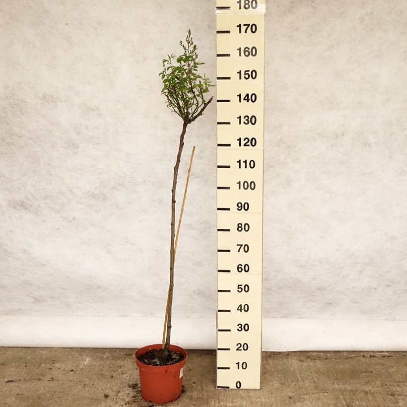 Rosa  Guirlande d'Amour - Climbing or Shrub Rose 7.5L/10L pot, Standard sample as delivered in spring