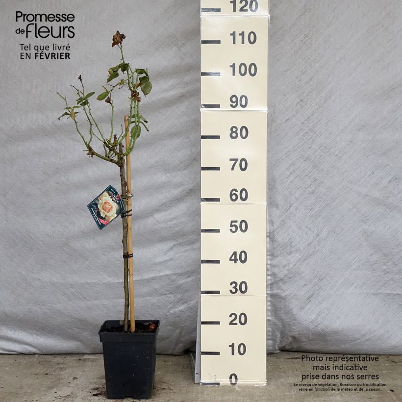 Rosa x floribunda Hansestadt Rostock - Floribunda Rose 4L/5L pot sample as delivered in winter