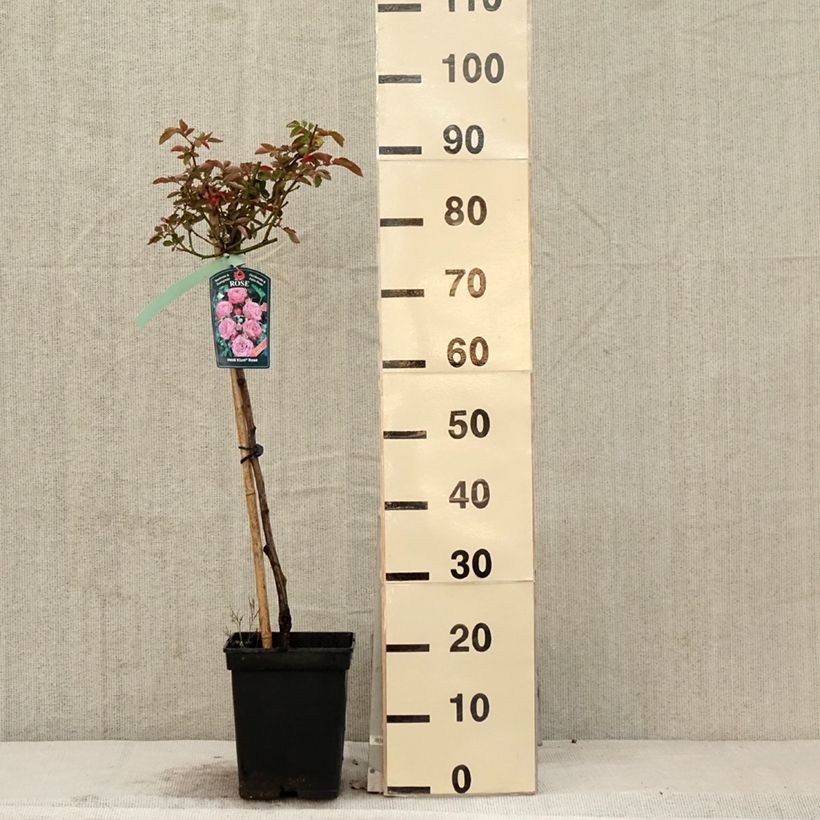 Rosa Heidi Klum - Stem Standard Rose 7.5L/10L pot, Standard sample as delivered in spring
