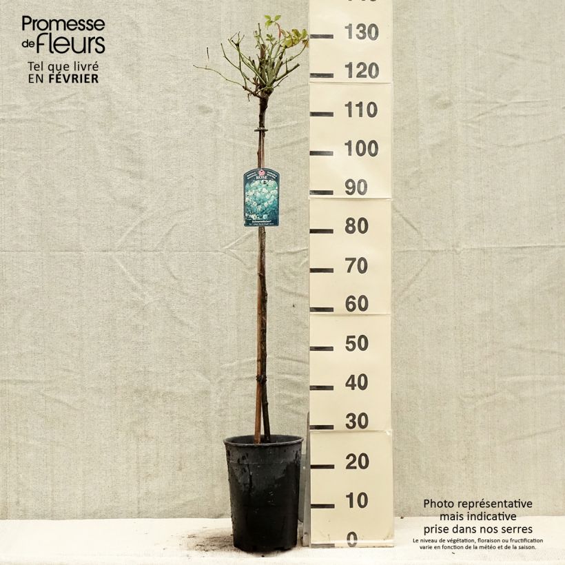 Rosa  'Fée des Neiges' (Iceberg) - Standard Rose 7.5L/10L pot sample as delivered in winter