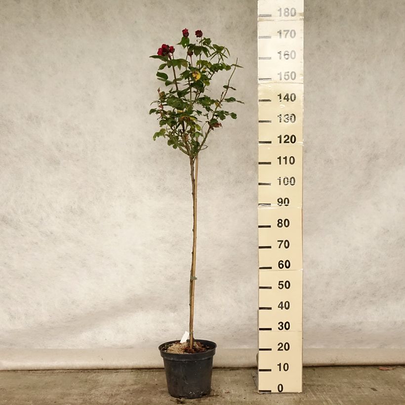 Rosa 'Ingrid Bergman' - Standard Rose 7.5L/10L pot, Standard sample as delivered in summer