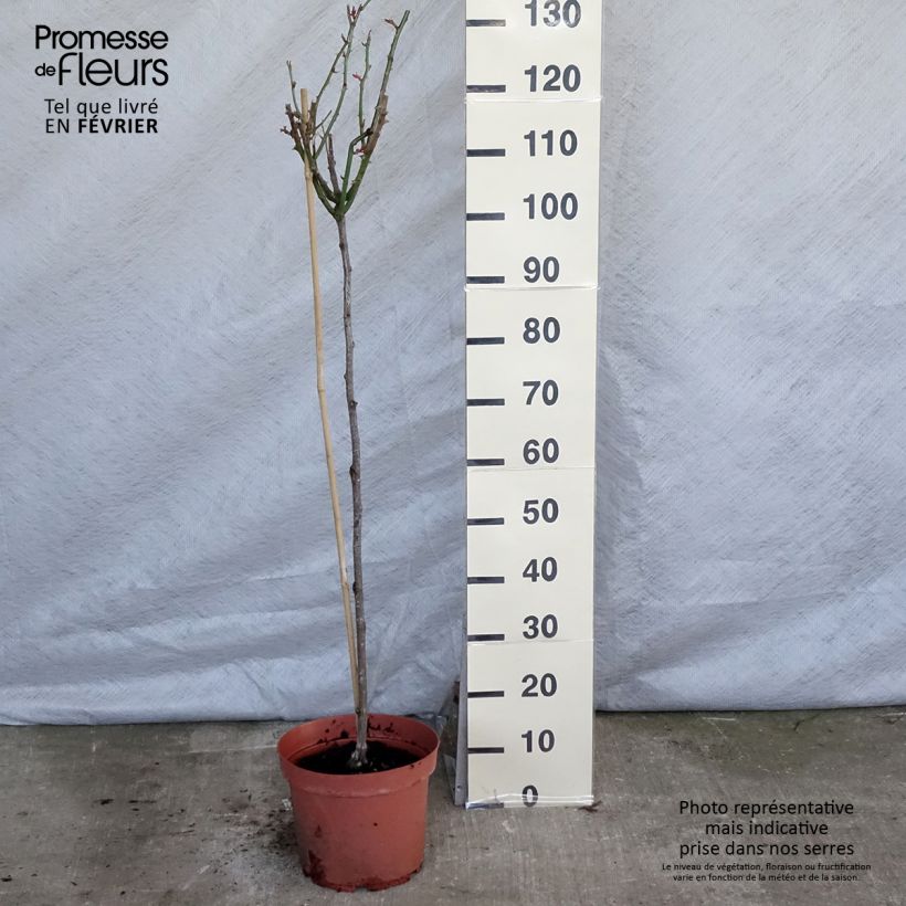 Rosa 'Ingrid Bergman' - Standard Rose 7.5L/10L pot, Standard sample as delivered in winter