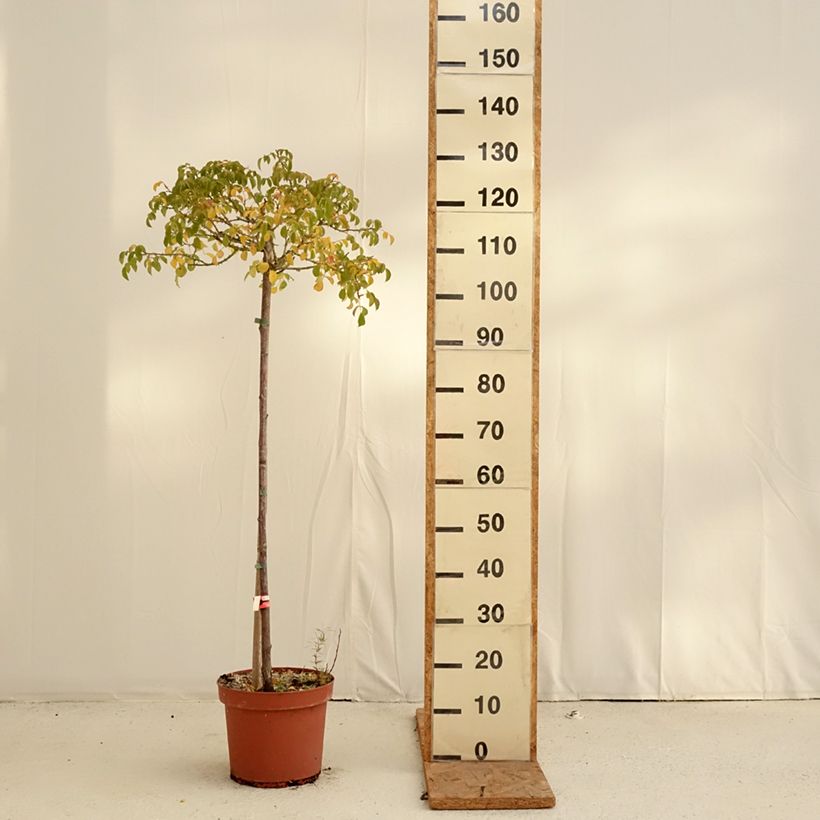 Rosa x floribunda Decorosier Kadora - Standard Rose 7.5L/10L pot, Standard sample as delivered in autumn