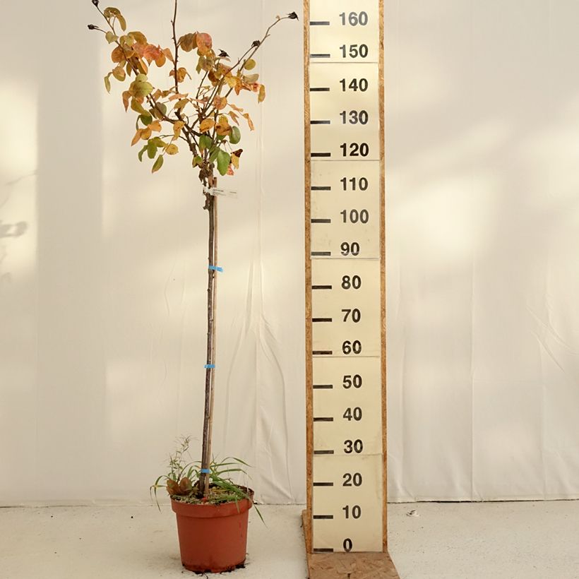 Rosa Landora - Standard Rose 7.5L/10L pot, Standard sample as delivered in autumn