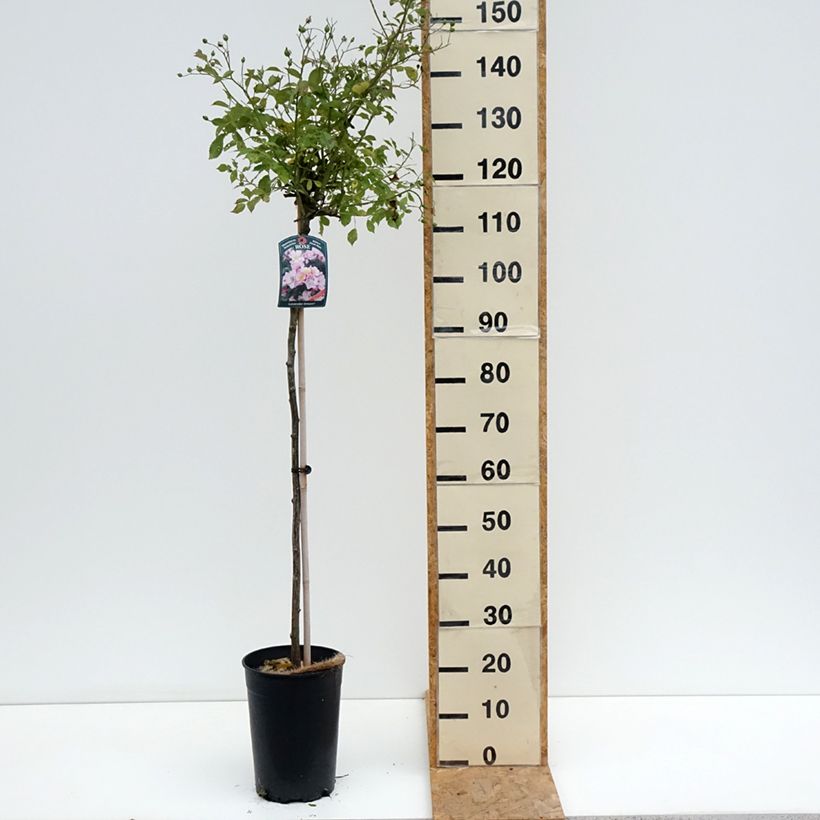 Rosa Lavender Dream - Shrub Rose 7.5L/10L pot, Standard sample as delivered in summer