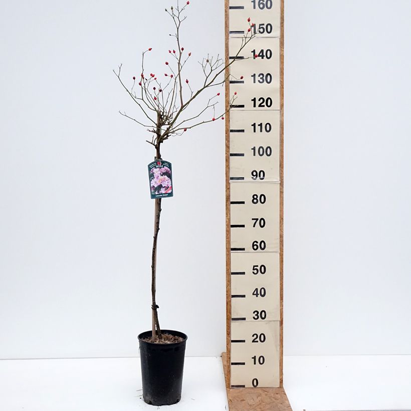 Rosa Lavender Dream - Shrub Rose 7.5L/10L pot, Standard sample as delivered in autumn