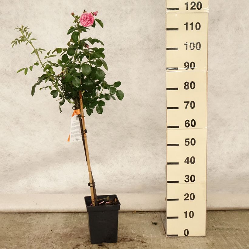 Rosa Leonardo da Vinci - Floribunda Rose 4L/5L pot, Standard sample as delivered in summer