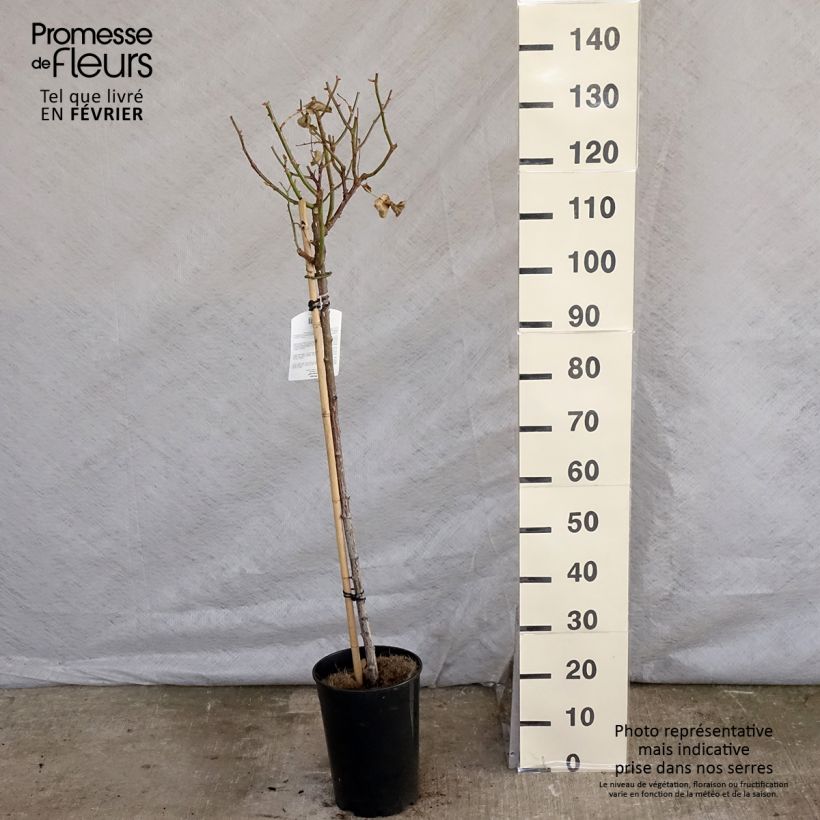 Rosa x floribunda Minerva - Floribunda Rose 7.5L/10L pot sample as delivered in winter