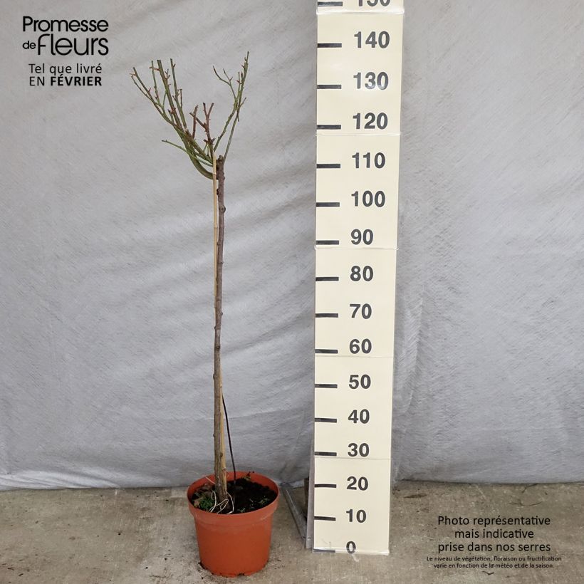 Rosa Nostalgie - Stem Hybrid Tea Rose 6L/7L pot, Standard sample as delivered in winter