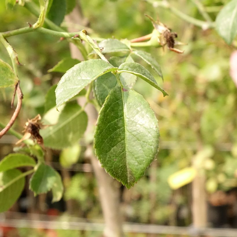 Rosa  Magic Meillandecor 'Meibonrib' - Weeping Rose (Foliage)