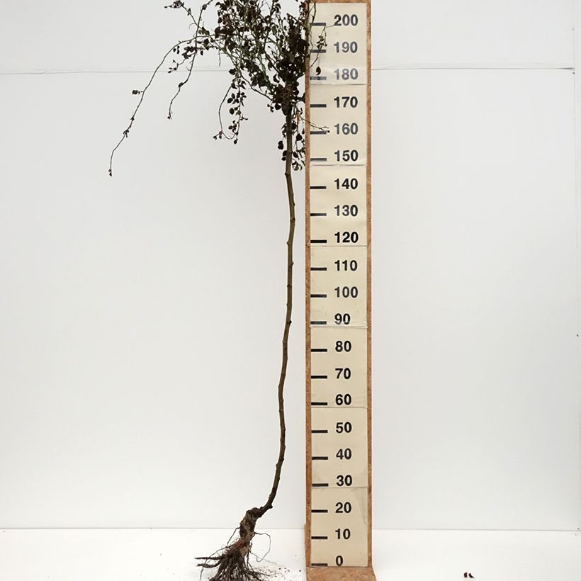 Rosa  Magic Meillandecor 'Meibonrib' - Weeping Rose Bare root sample as delivered in winter