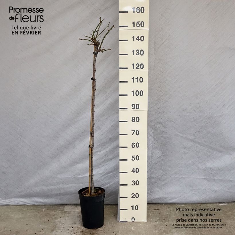 Rosa x wichuraiana 'New Dawn' - Weeping Standard Rose 7.5L/10L pot sample as delivered in winter