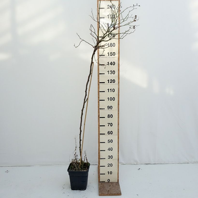 Rosa  Scarlet Meillandecor 'Meikrotal' - Weeping Rose 7.5L/10L pot sample as delivered in winter