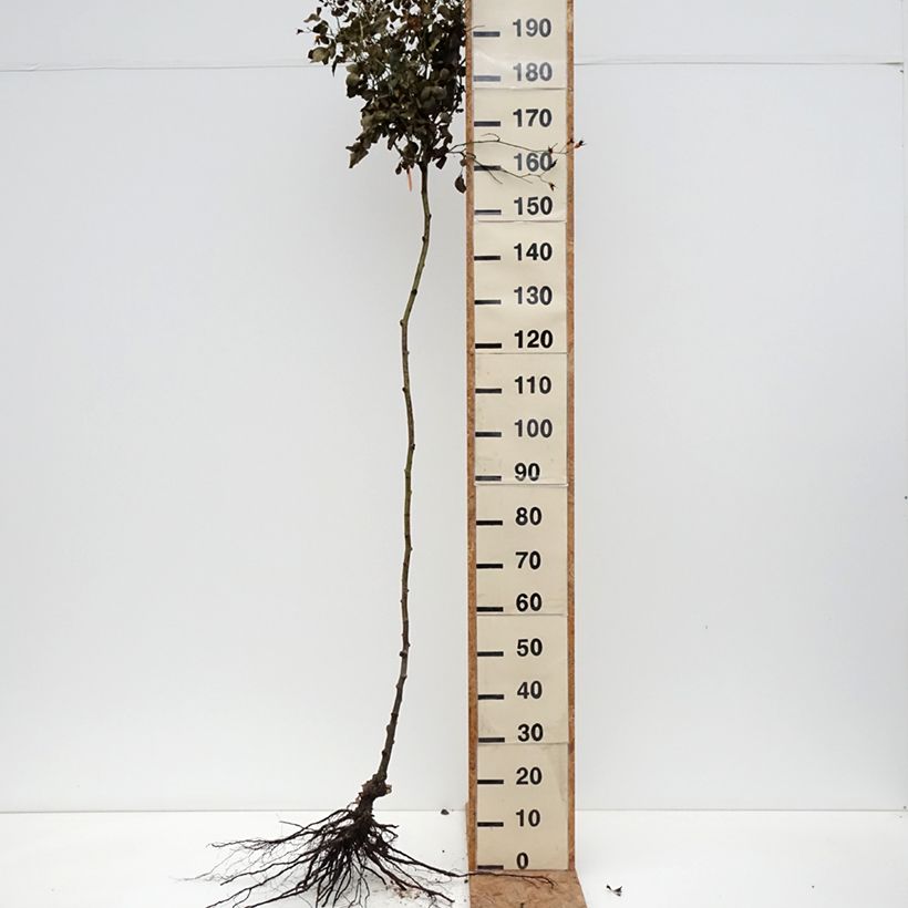 Rosa  Scarlet Meillandecor 'Meikrotal' - Weeping Rose Bare root sample as delivered in winter