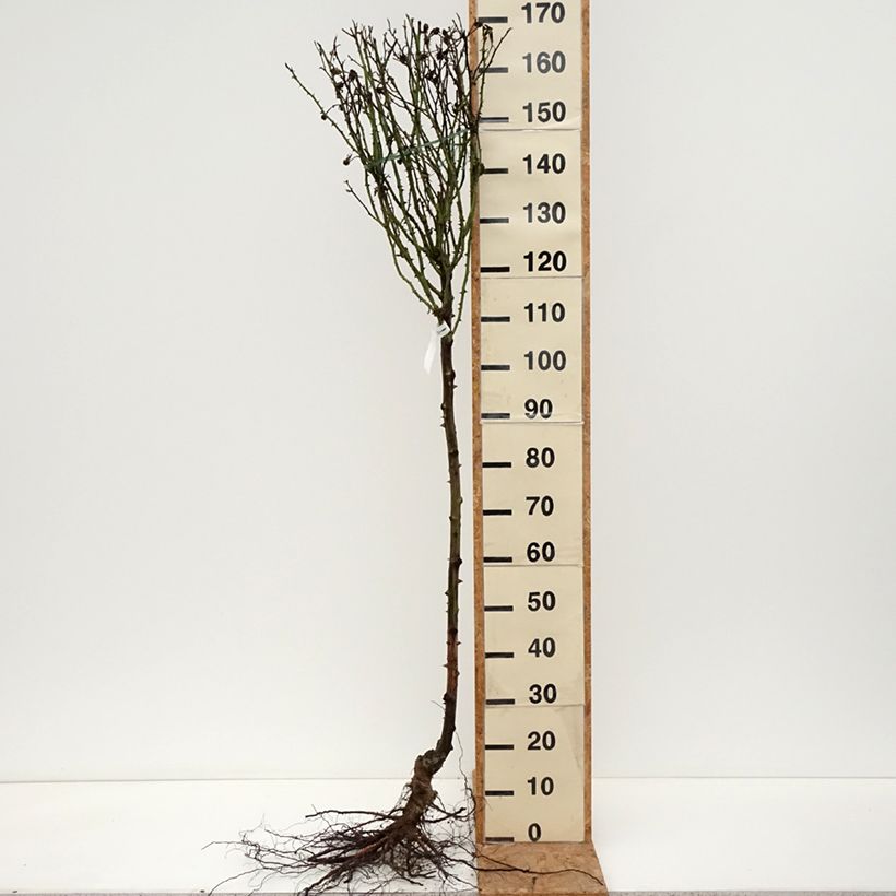 Rosa x floribunda 'Rochemenier Village' - Standard Rose Bare root sample as delivered in winter