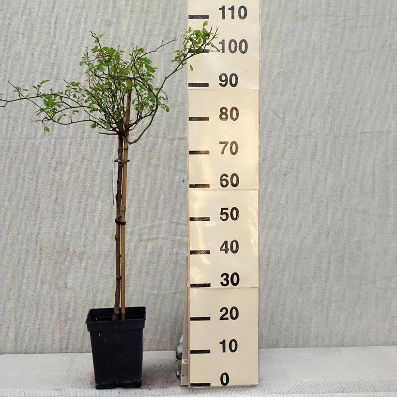 Rosa The Fairy - Standard Rose 7.5L/10L pot, Standard sample as delivered in spring