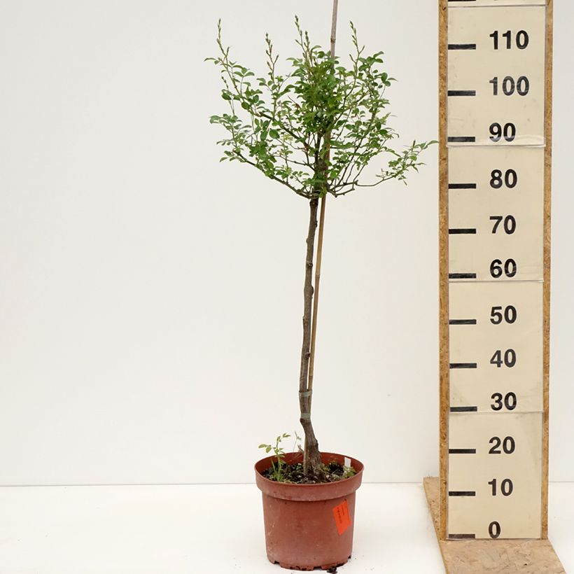 Rosa The Fairy - Standard Rose 4L/5L pot, Standard sample as delivered in spring