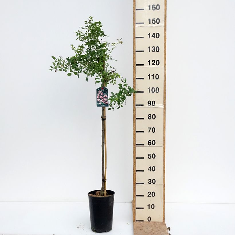 Rosa The Fairy - Standard Rose 7.5L/10L pot, Standard sample as delivered in summer