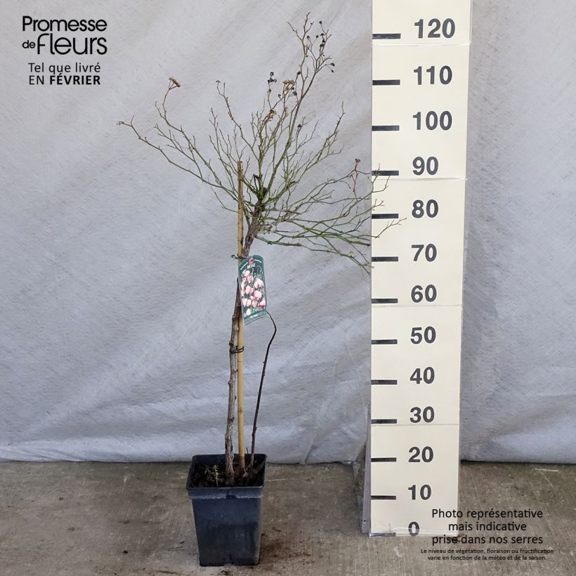 Rosa The Fairy - Standard Rose 4L/5L pot sample as delivered in winter