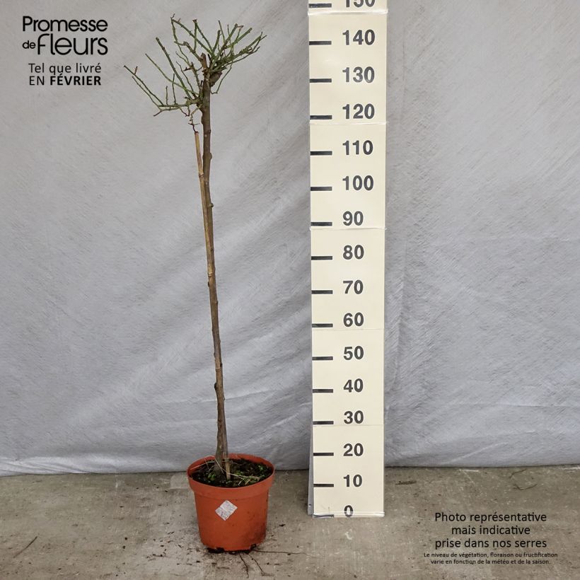 Rosa x polyantha SANS CONTRAINTES Toscana - Standard Rose 4L/5L pot, Standard sample as delivered in winter