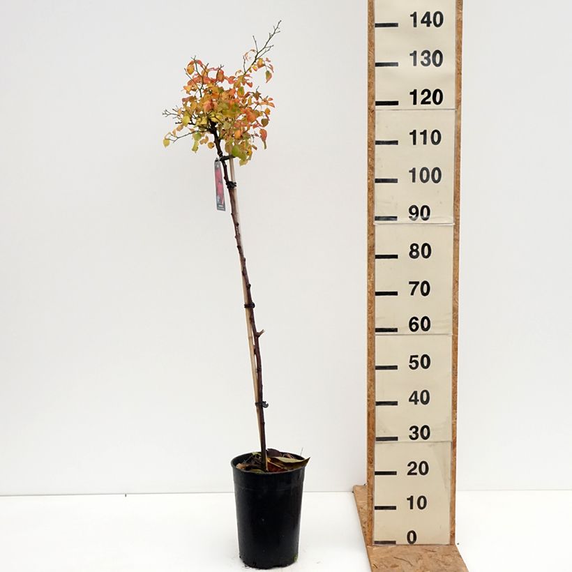 Rosa x polyantha SANS CONTRAINTES Toscana - Standard Rose 4L/5L pot, Standard sample as delivered in autumn