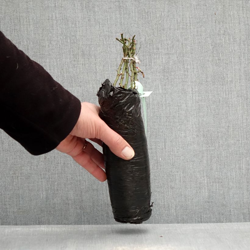 Rosa  Urban Streetlight Larissa - groundcover rose Wrapped bare root sample as delivered in winter