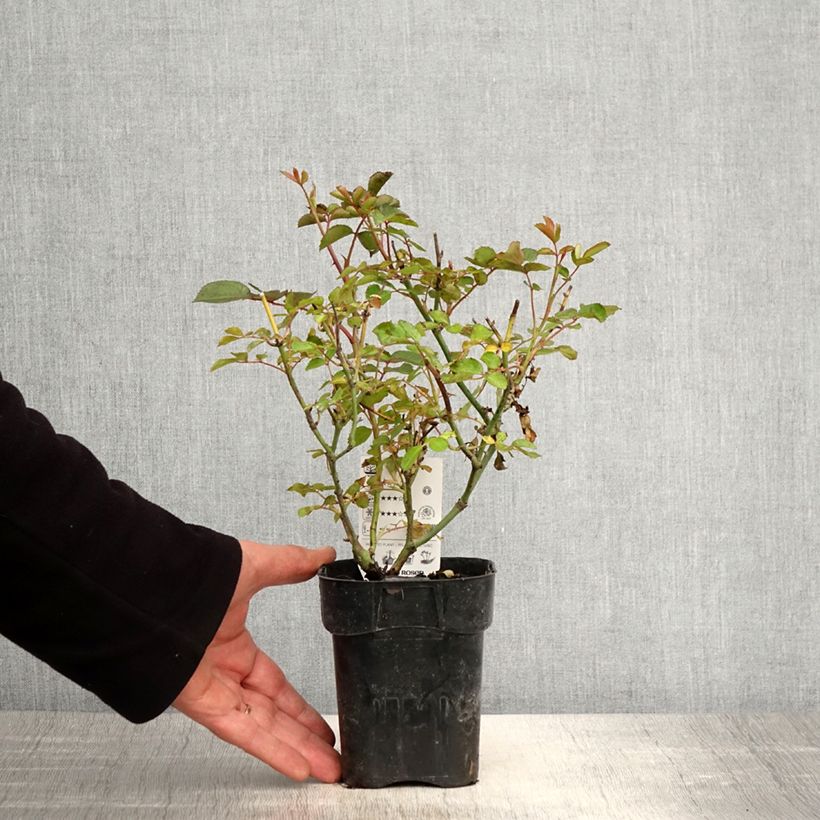 Rosa x floribunda Urban Streetlight Rekord Cubana - Floribunda Groundcover Rose 10cm/11cm pot sample as delivered in spring