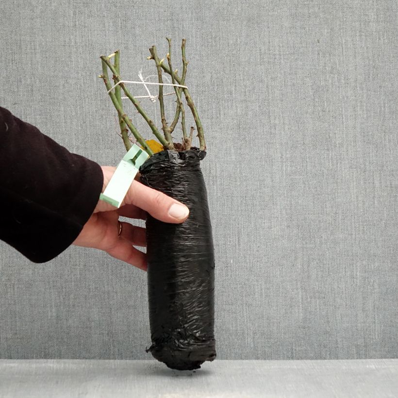 Rosa x floribunda Urban Streetlight Rekord Cubana - Floribunda Groundcover Rose Wrapped bare root sample as delivered in winter