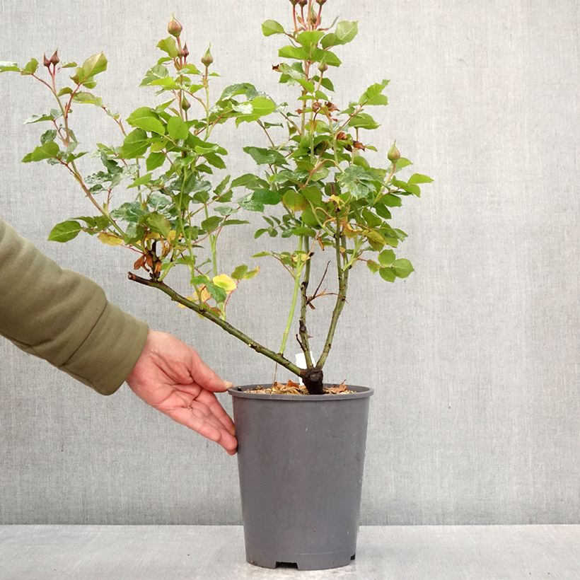 Rosa x polyantha Urban Streetlight Sunmaid - Groundcover Shrub Rose 3L/4L pot sample as delivered in spring