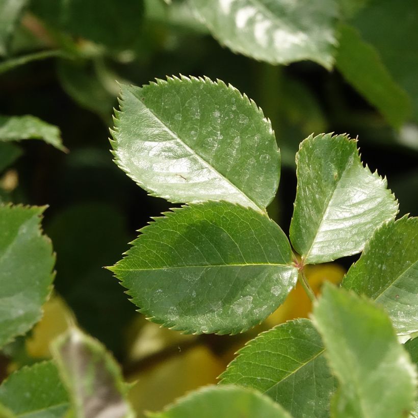 Rosa x polyantha Urban Streetlight Sunmaid - Groundcover Shrub Rose (Foliage)