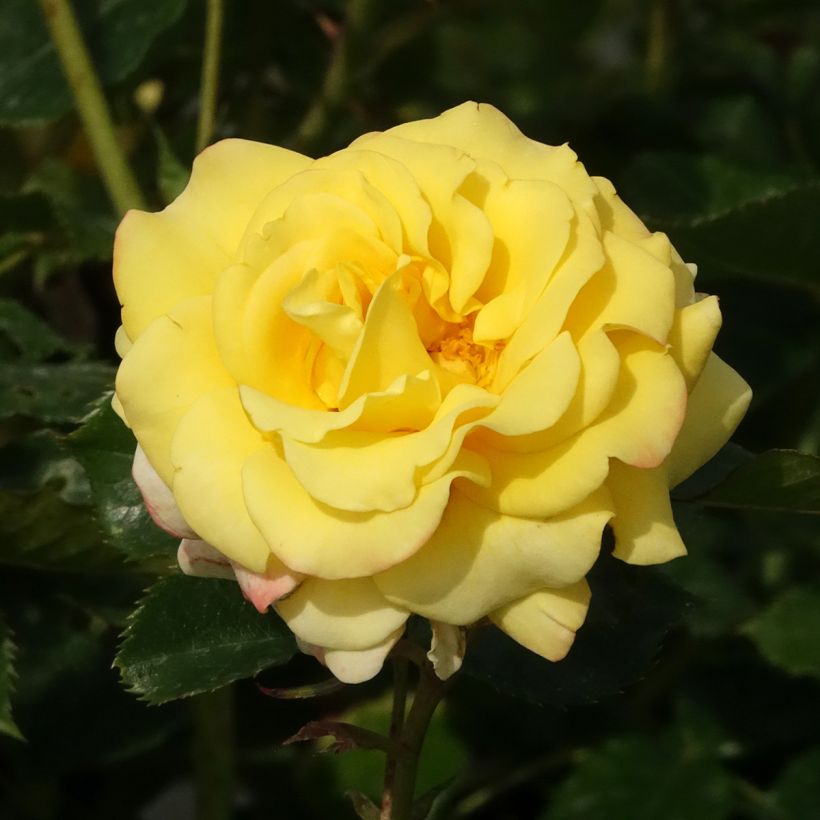 Rosa x polyantha Urban Streetlight Sunmaid - Groundcover Shrub Rose (Flowering)