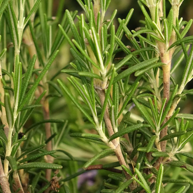 Rosmarinus officinalis Corsican Blue (Foliage)