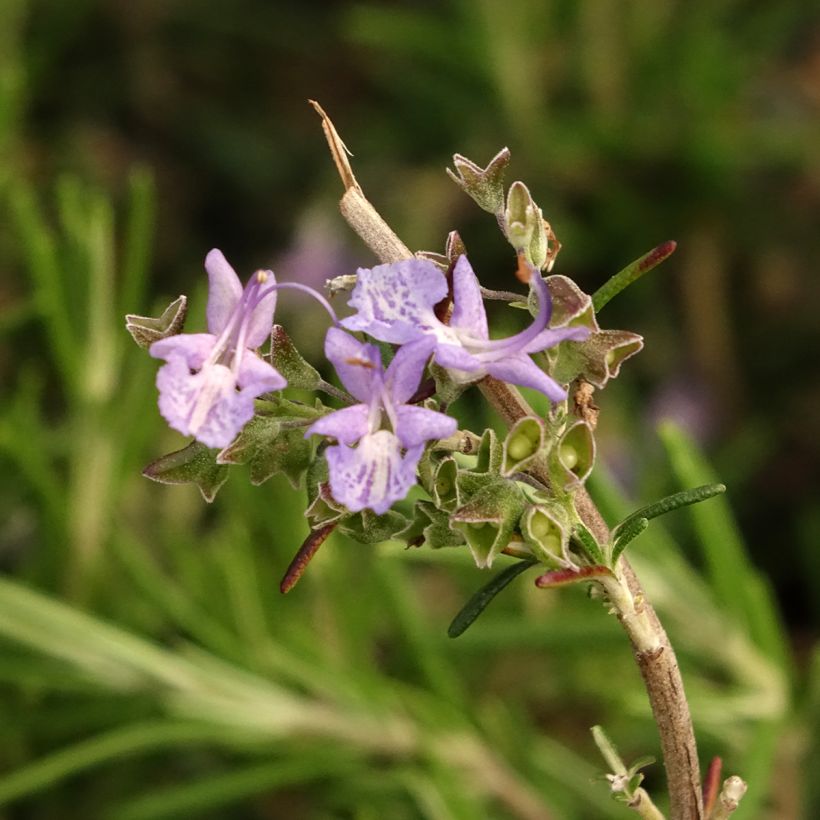 Rosmarinus officinalis Corsican Blue (Flowering)