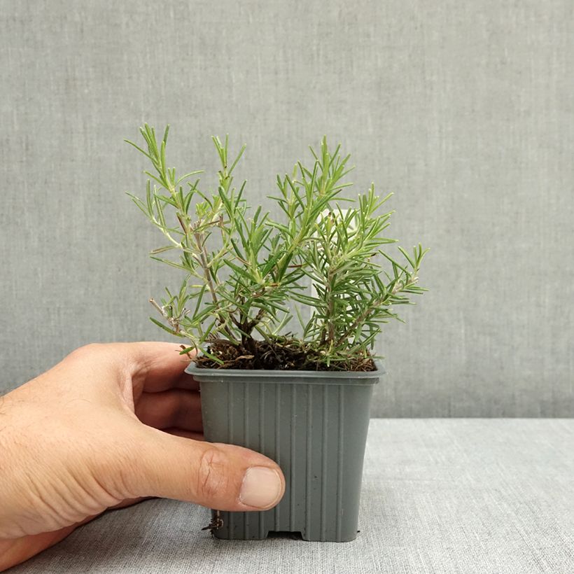 Rosmarinus officinalis Corsican Blue 8/9 cm pot sample as delivered in summer
