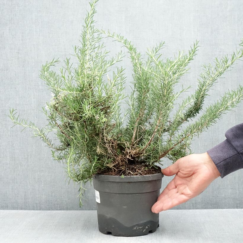 Rosmarinus officinalis Whitewater Silver 3L/4L pot sample as delivered in spring