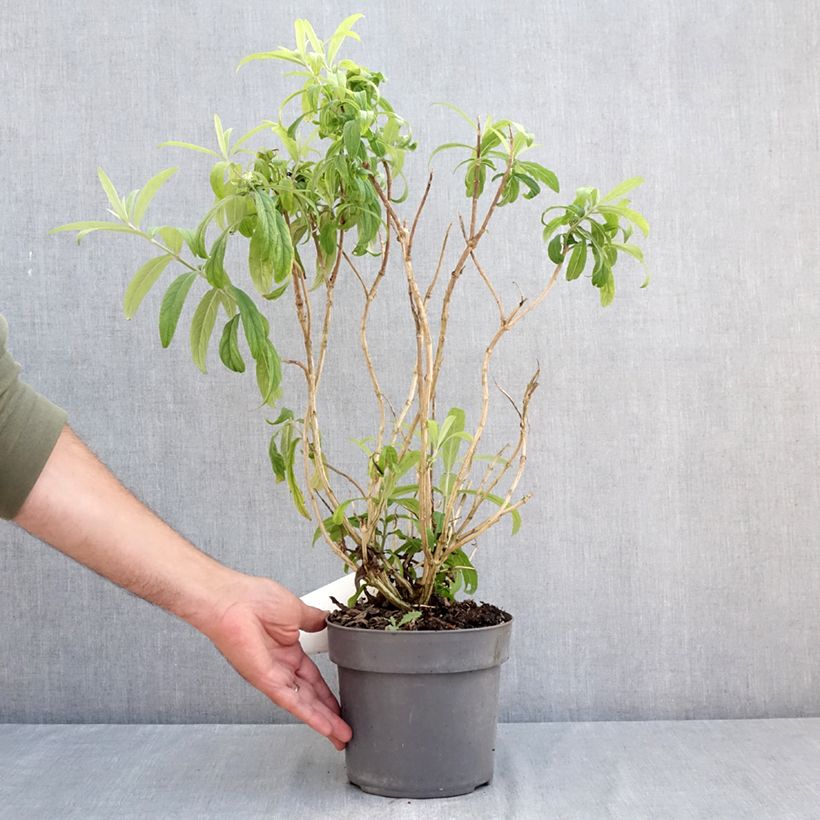 Rostrinucula dependens  - Tree Mint 3L/4L pot sample as delivered in summer