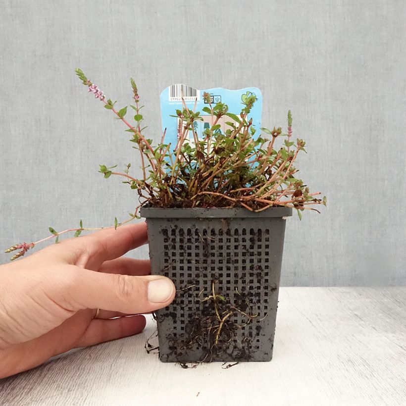 Rotala indica 1L/1.5L pot sample as delivered in summer