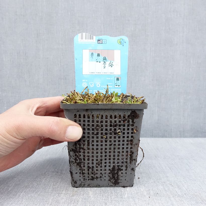 Rotala rotundifolia Green 1L/1.5L pot sample as delivered in spring