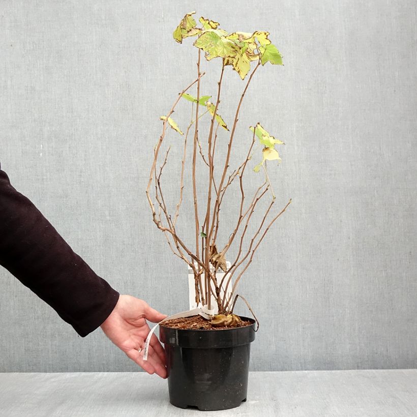 Rubus odoratus 3L/4L pot sample as delivered in autumn