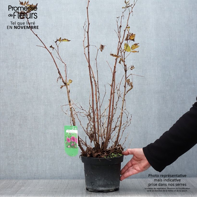 Rubus spectabilis Olympic Double 3L/4L pot sample as delivered in autumn