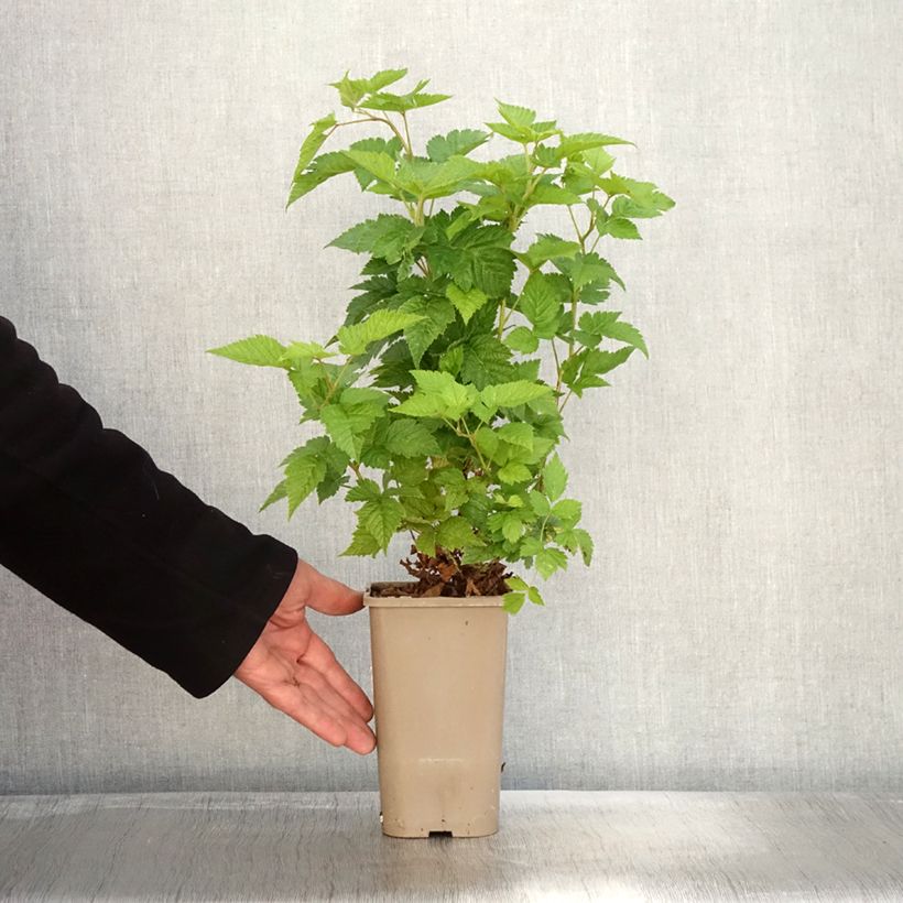Rubus spectabilis Pacific Rose  1.5L/2L pot, Clump sample as delivered in autumn