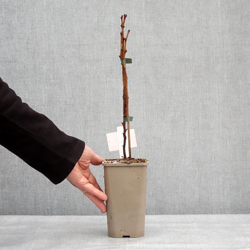 Rubus spectabilis Pacific Rose  1.5L/2L pot, Clump sample as delivered in winter