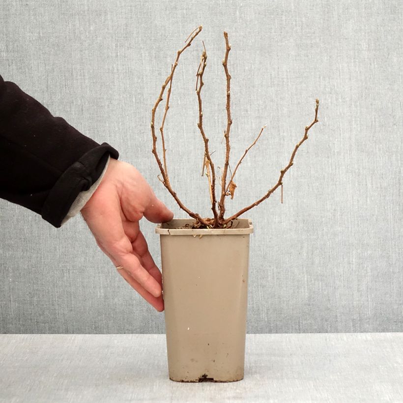 Rubus spectabilis Pacific Rose  1.5L/2L pot, Clump sample as delivered in spring