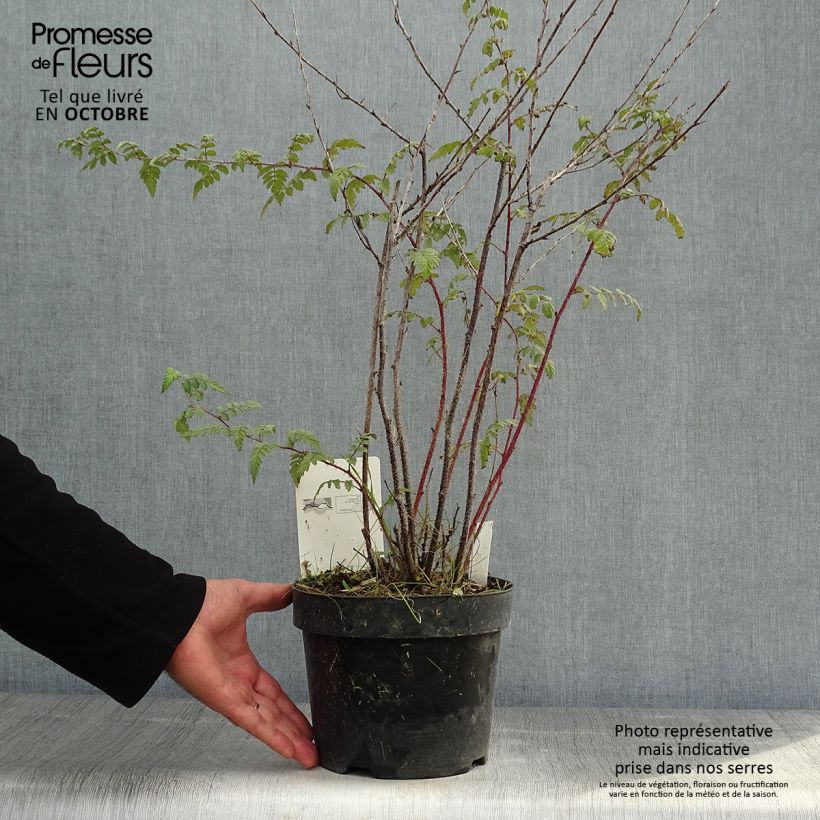 Rubus thibetanus Silver Fern 3L/4L pot sample as delivered in autumn