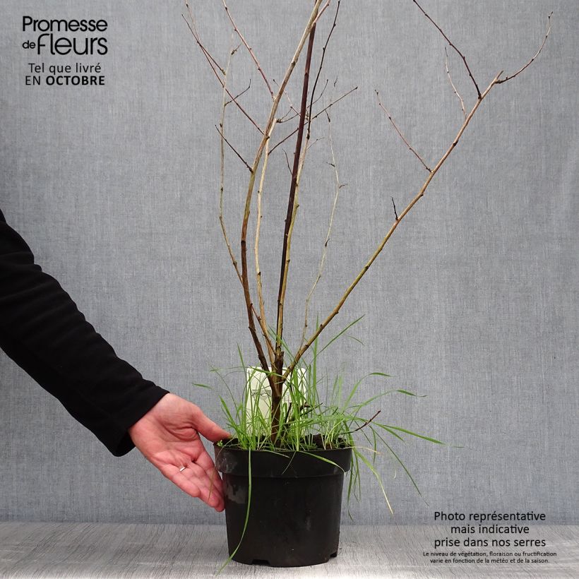 Rubus tridel Benenden 3L/4L pot sample as delivered in autumn