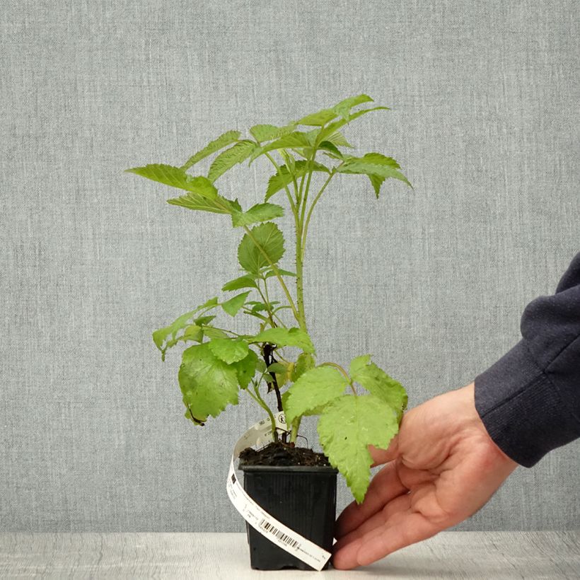 Glen Coe Raspberry 8/9 cm pot sample as delivered in spring