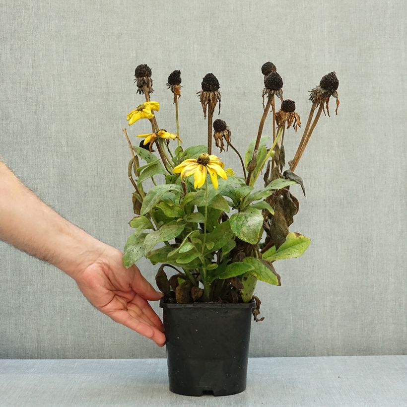 Rudbeckia hirta Sunbeckia Ophelia 2L/3L pot sample as delivered in autumn