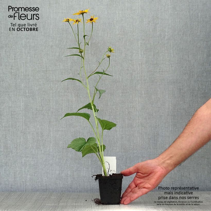 Rudbeckia fulgida Early Bird Gold 8/9 cm pot sample as delivered in autumn
